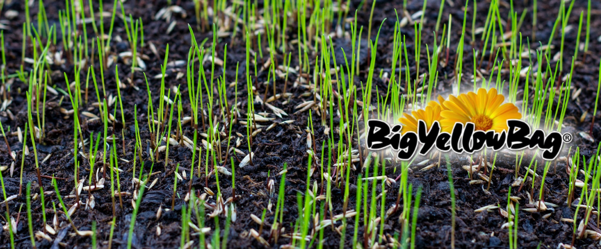BigYellowBag