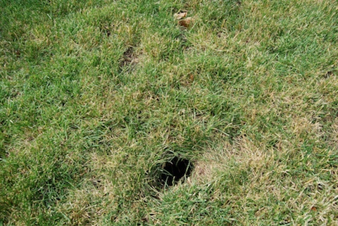 what makes holes in yard