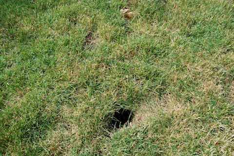 holes in my yard