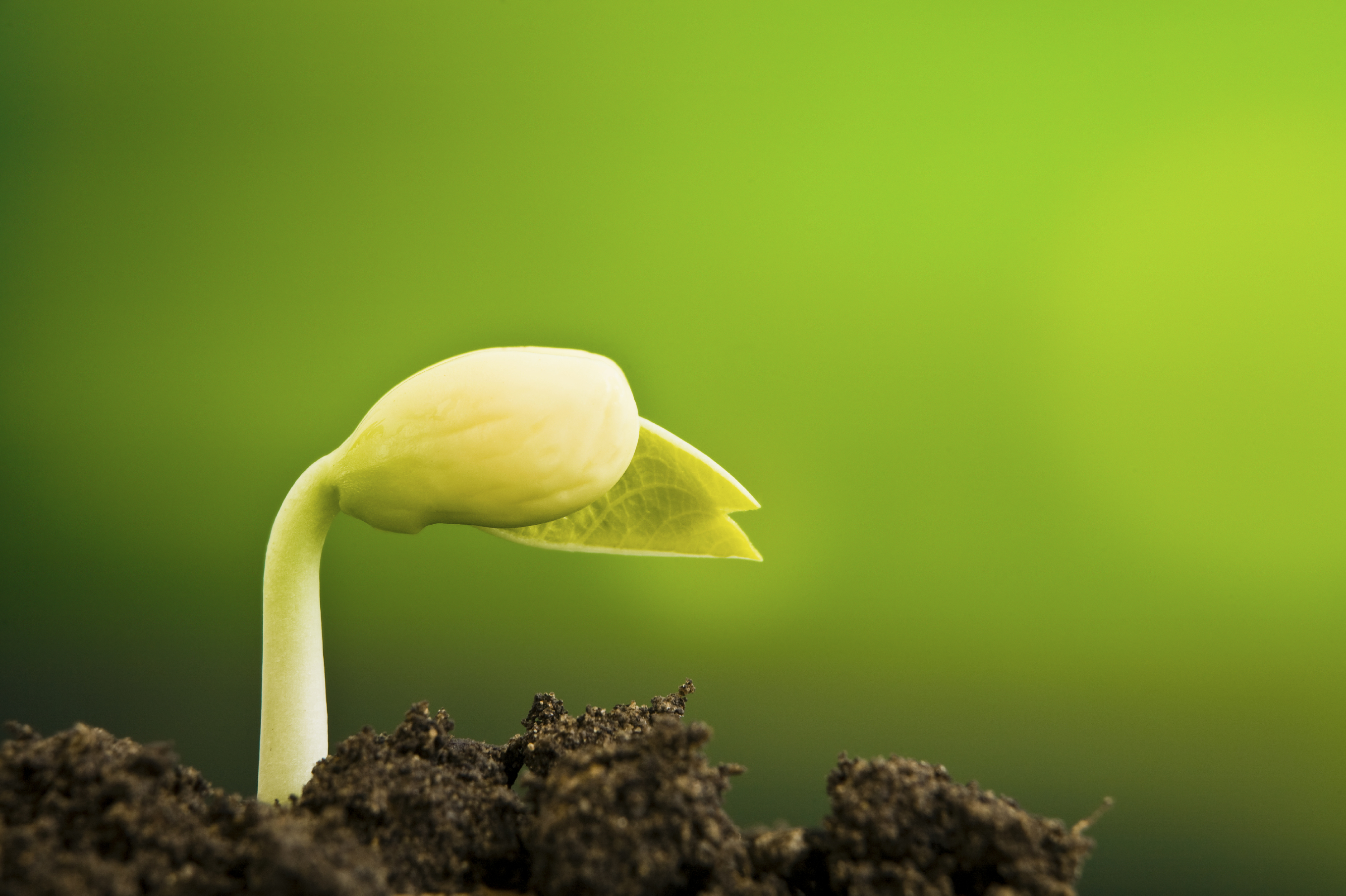 New seed plant germinting from the soil » BigYellowBag Blog