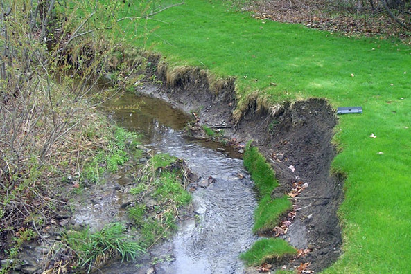 Soil Erosion Prevention Plants