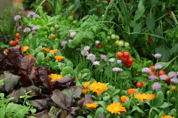 Companion Planting: Building Garden Relationships ...