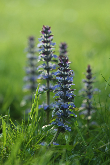 Ground Cover Plants » BigYellowBag Blog