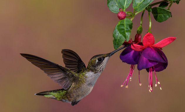 Hummingbird Feeders And The Six Steps To Hand Feeding Hummingbirds Delicious Food 2825