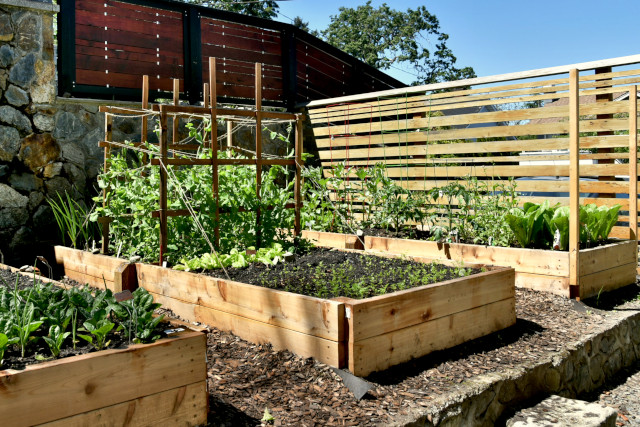 The Best Type of Wood to Use for a Raised Garden Bed • Gardenary