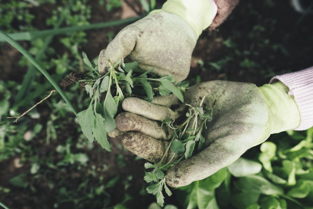 Weeding Your Gardens BigYellowBag plant gardener horticulture