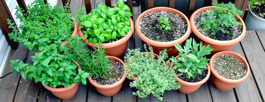 Herb Garden Tips From Planning To, Tips For Herb Garden