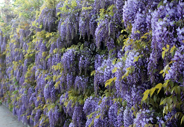 Living Fences Gardens BigYellowBag plant gardener horticulture