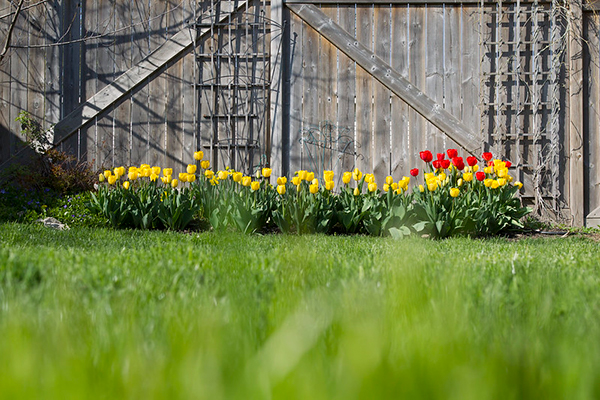 Flowers by Fences in BigYellowBag Black Garden Soil