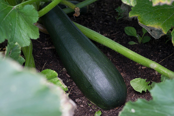 Zucchini in BigYellowBag