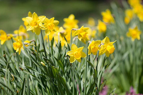 Spring Perennials with BigYellowBag - Daffodils