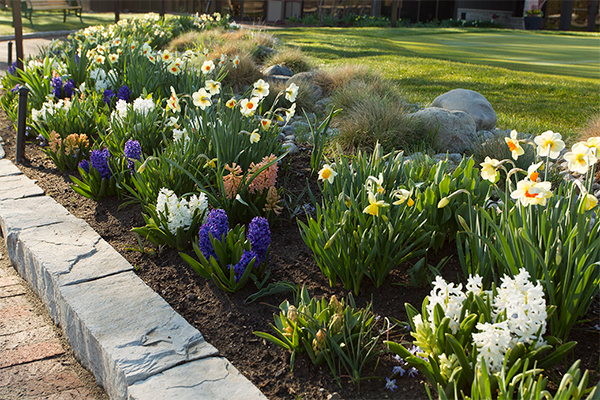 Spring Perennials with BigYellowBag