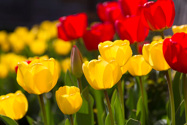 Spring Perennials with BigYellowBag - Tulips