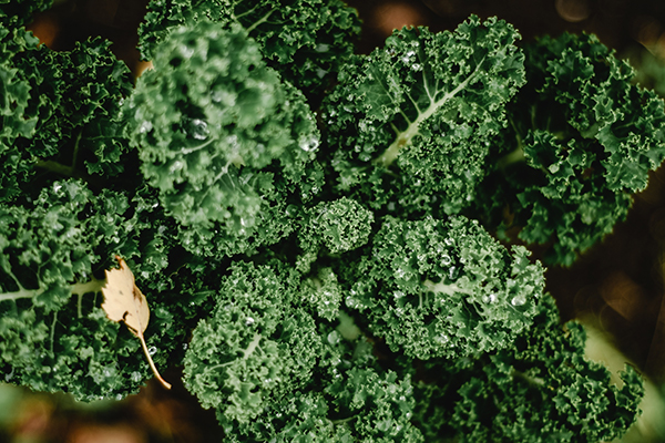 Kale is a great Leafy Vegetable for home growing!