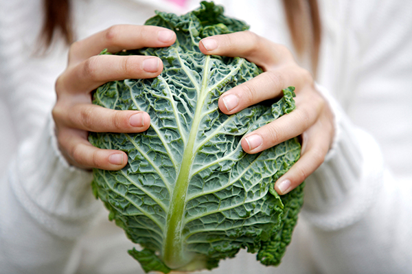 Cabbage is a hearty vegetable for home growing!