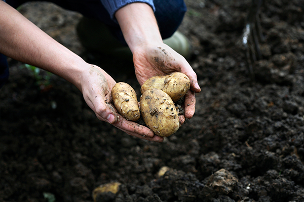 BigYellowBag Black Garden Soil is Awesome for Growing Anything!