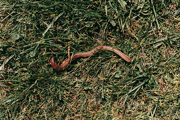 Earthworms are your squirmy little garden helpers!