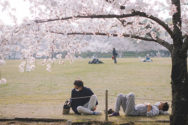 Blooming Trees with BigYellowBag