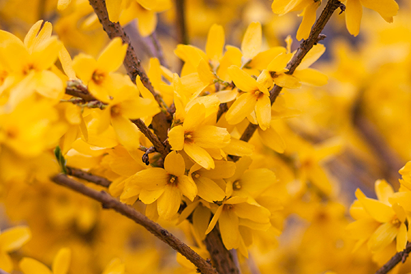 Blooming Forsythia Trees with BigYellowBag 