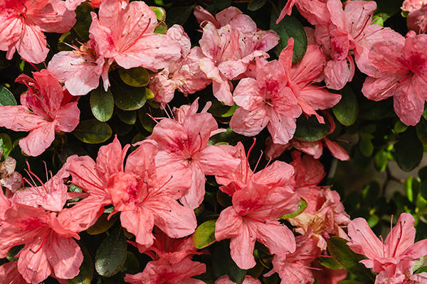 Rhododendron Blooming Trees with BigYellowBag 