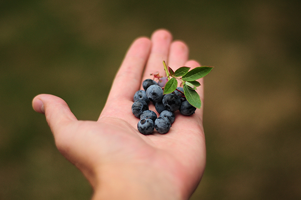 berries - Blueberries picked