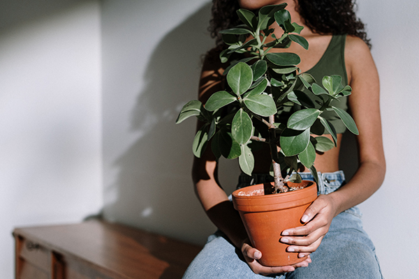 Potted Plants Inside