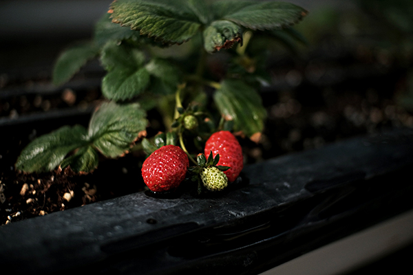 Raspberry patch