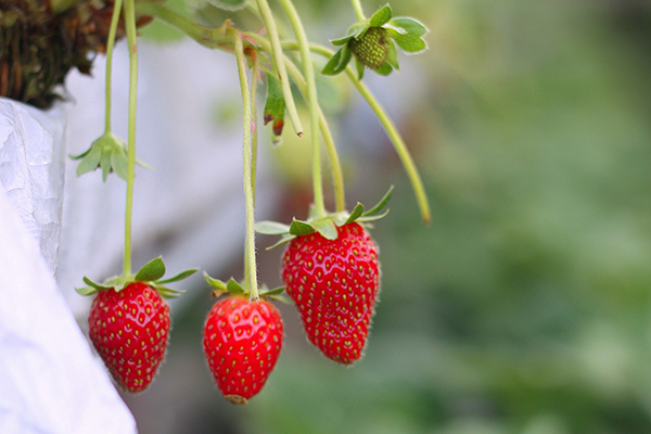 Berries - Strawberries in Raised Bed