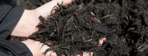 BigYellowBag Black Mulch