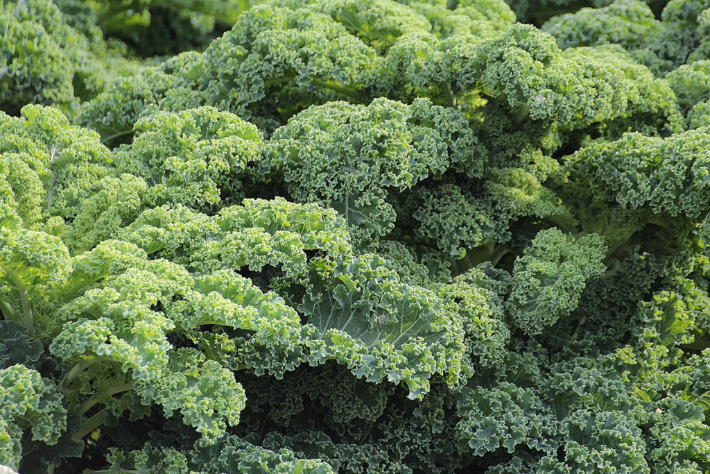 Spring Growing - Kale