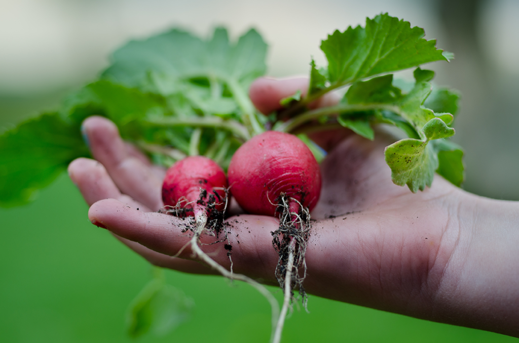 Radishes are delicious and versatile! 