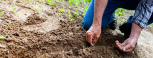 6 Vegetables Perfect for Spring Growing!