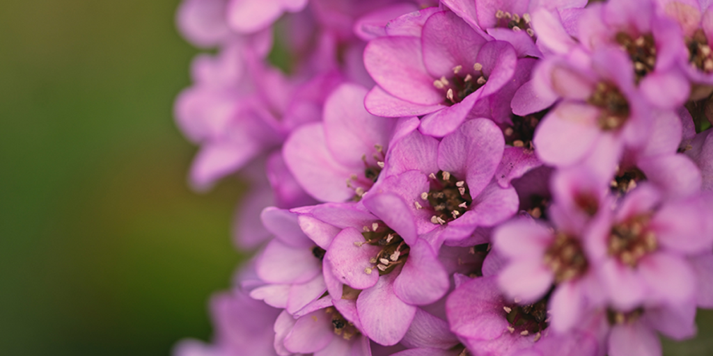 alyssumfragrantflower » BigYellowBag Blog