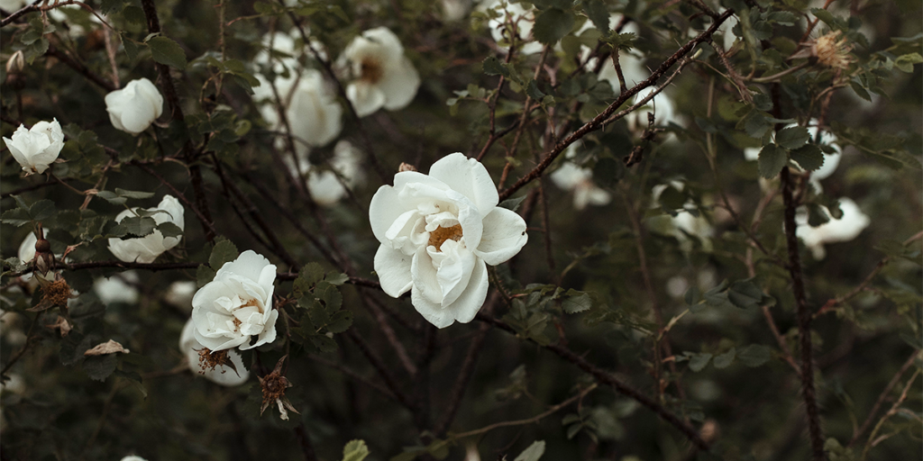 Fragrant Flowers Gardenia
