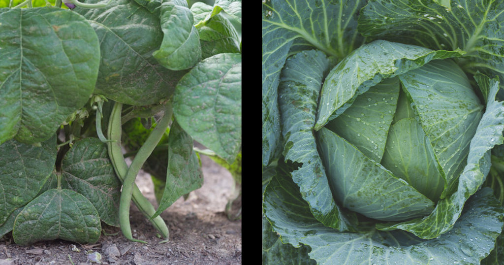Companion Planting with beans and cabbage