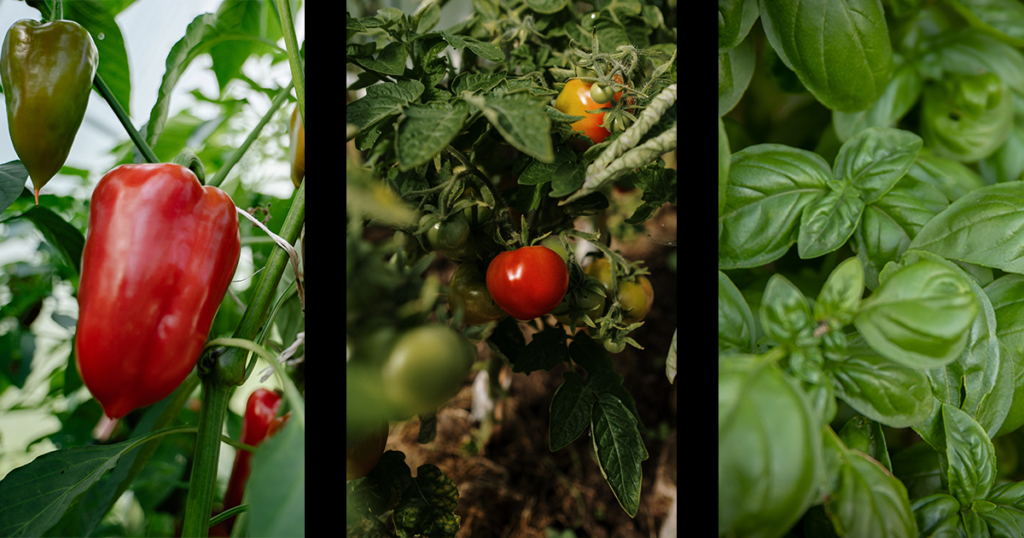 Companion Planting with Peppers, Tomato, and Basil