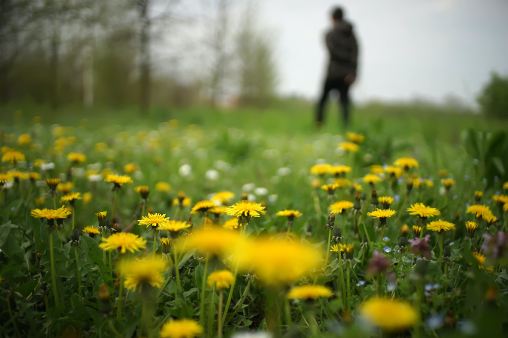 Garden Weeds Dandelions