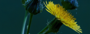 Dangerous Weeds