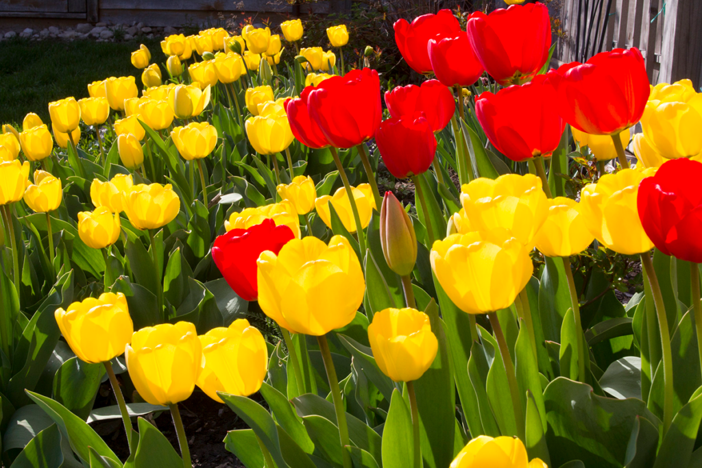 Lawn & Garden - tulips with Black Garden Soil
