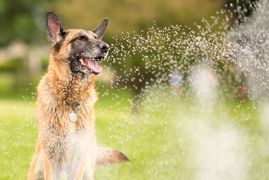 Heatwave sprinkler dog