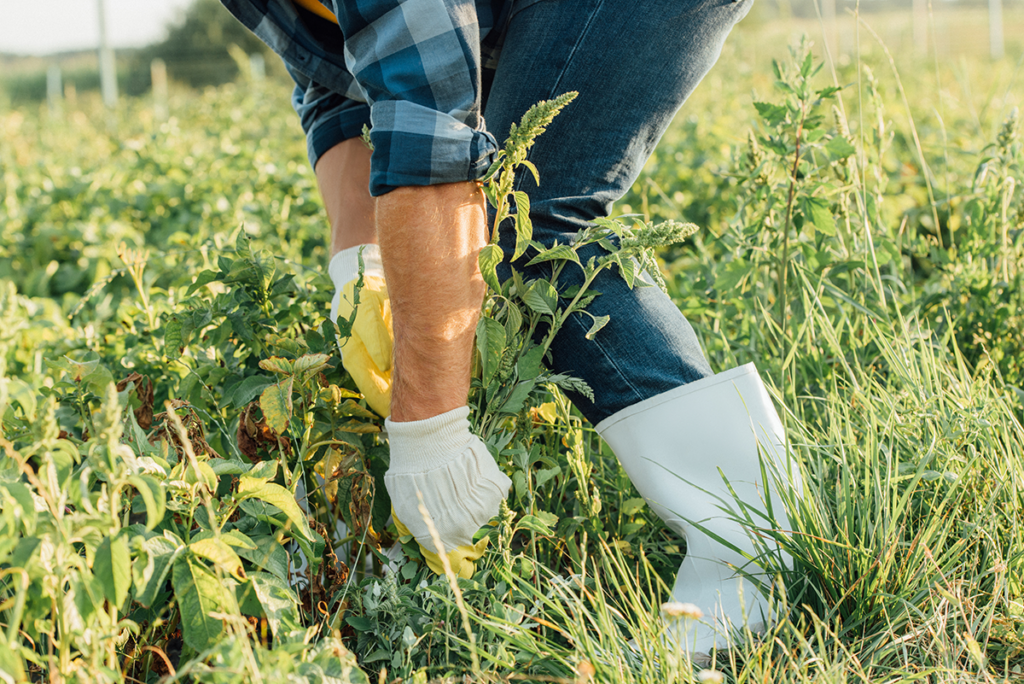 Keep weeding through the heatwave