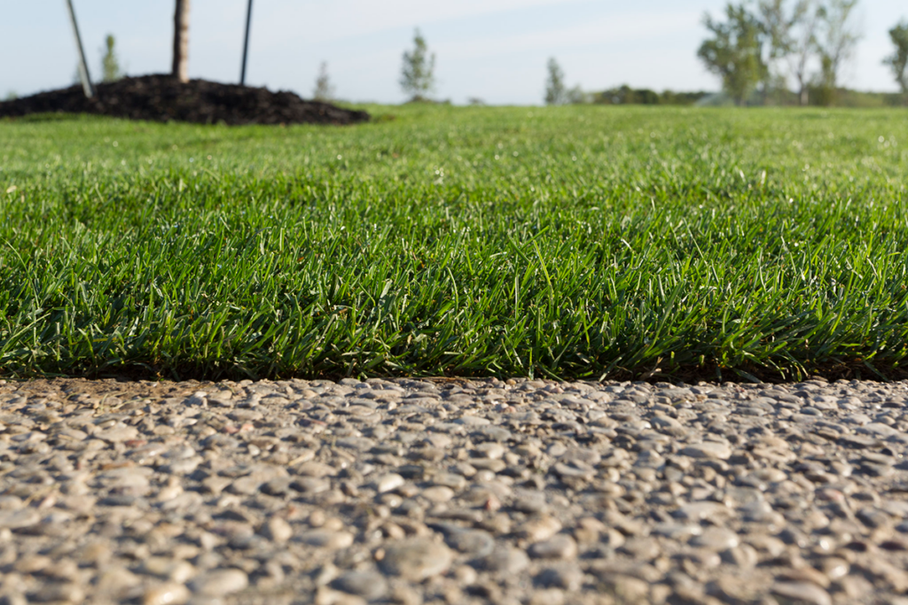 Preparing for Fall- Lawn Care