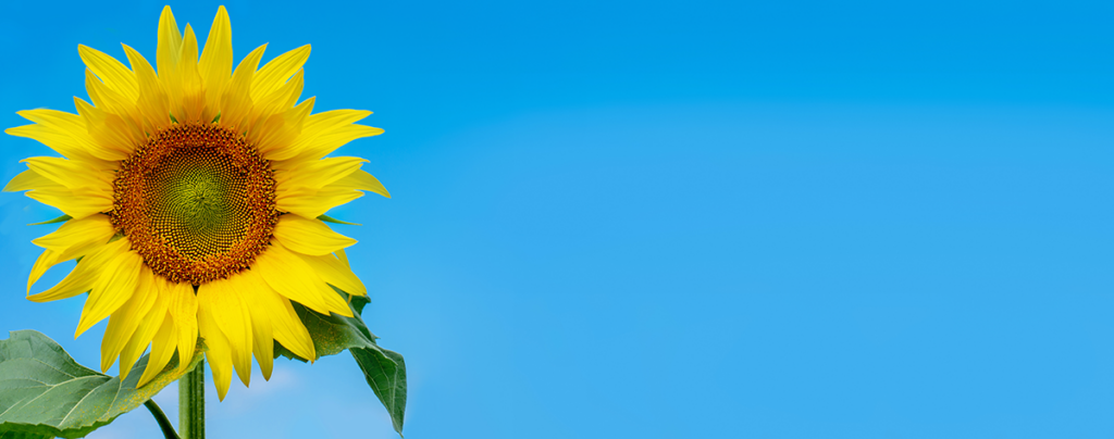 2025 Garden Sunflower