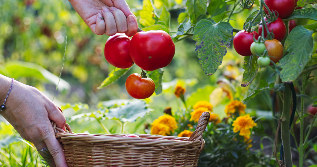 2025 Garden Tomatoes