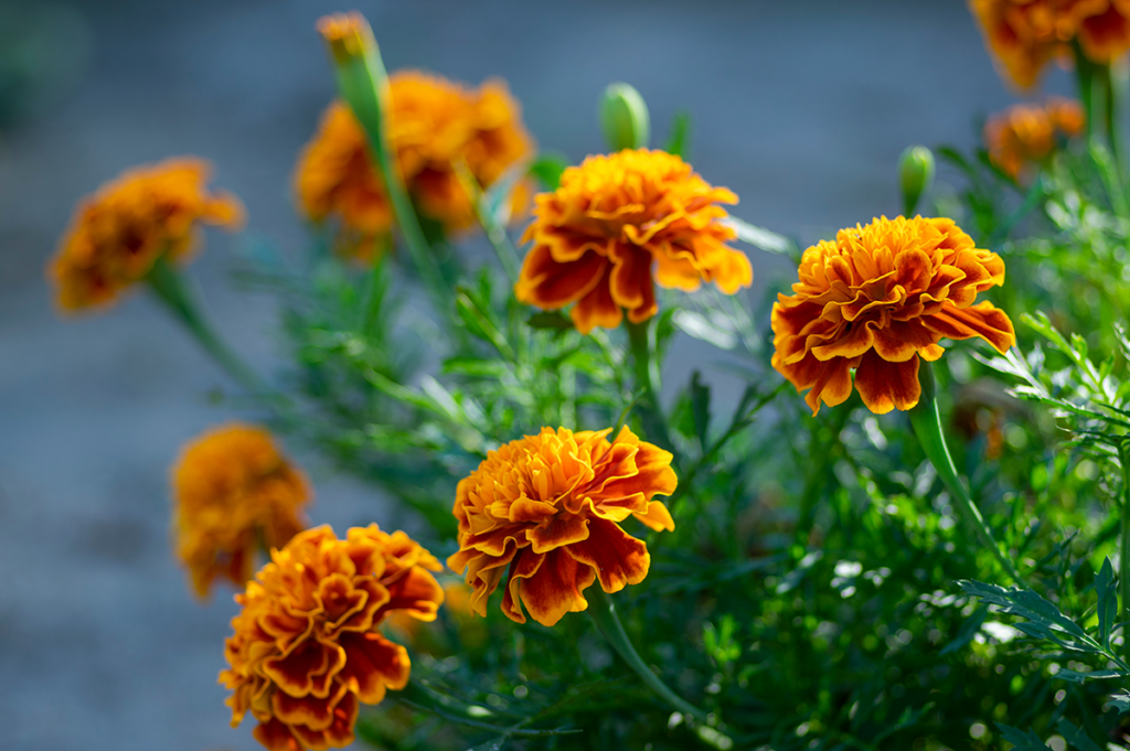 Garden's potential - Grow great marigolds! 