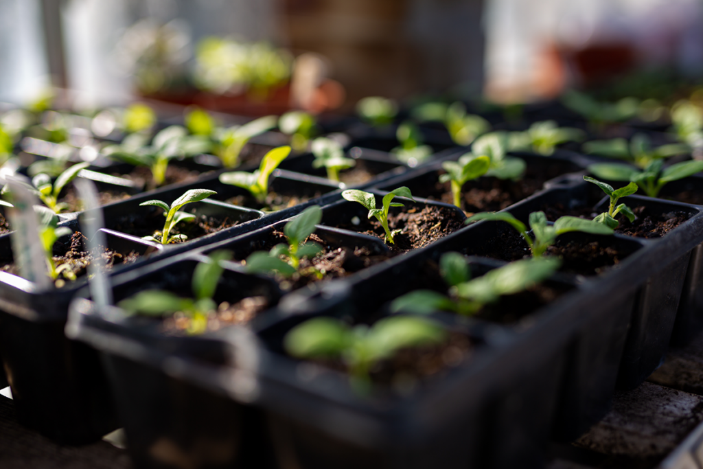 Awaken Your 2025 Garden's Potential!