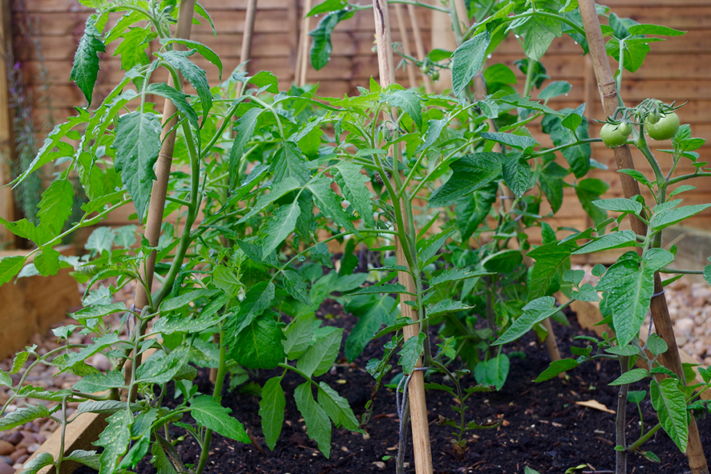 Revitalize Your Backyard by using a trellis