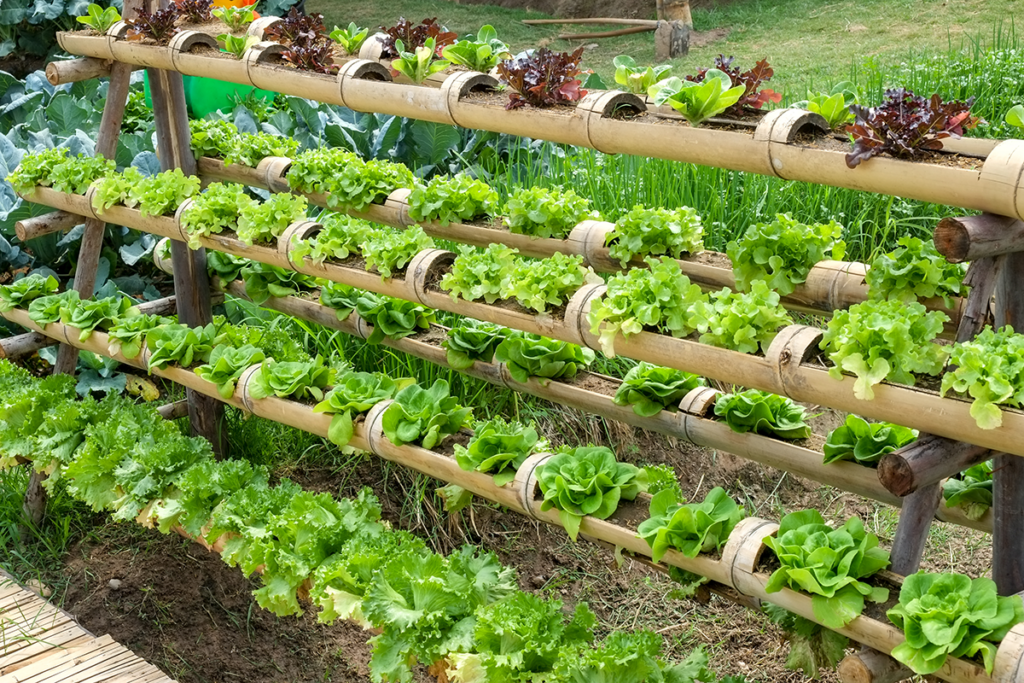 Revitalize Your Backyard with vertical gardening ideas! 
