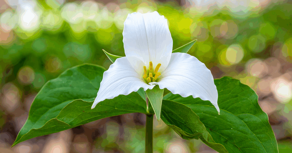 Native Flowers - Trillium