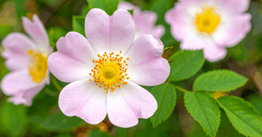 Native Flowers - Wild Rose